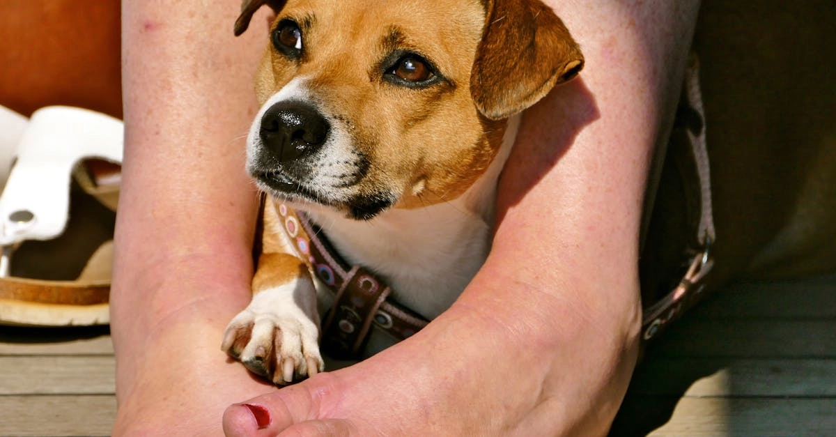 Схема программы лояльности казино без депозита с бонусами и условиями